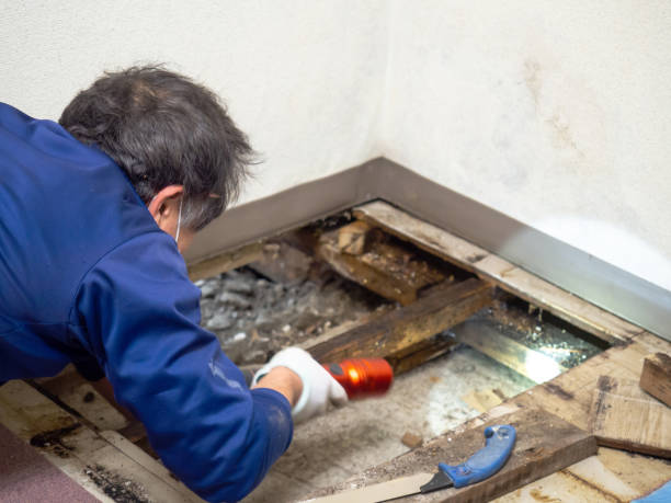 Best Same-Day Mold Removal  in Bradley Gardens, NJ