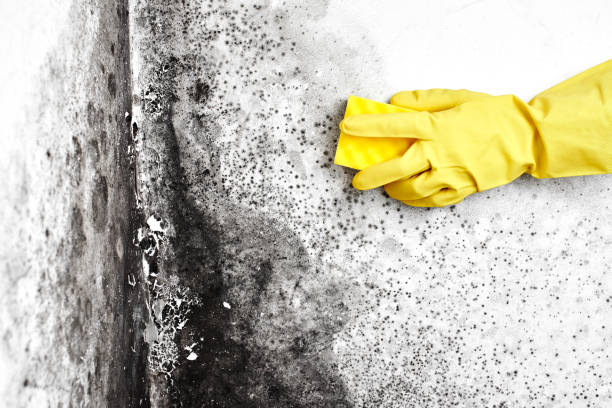 Professional Mold Removal in Bradley Gardens, NJ