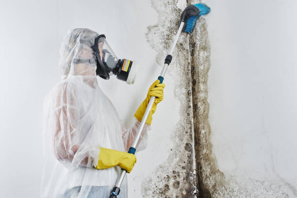 Best Toxic Mold Removal  in Bradley Gardens, NJ