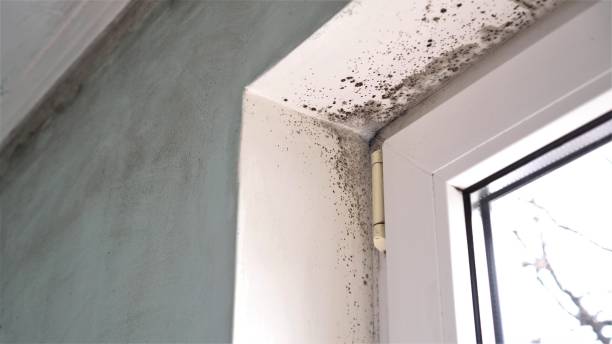 Best Home Mold Removal  in Bradley Gardens, NJ