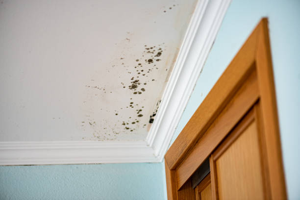 Best Local Mold Removal Service  in Bradley Gardens, NJ