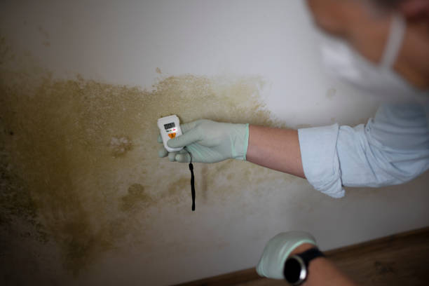 Certified Mold Removal in Bradley Gardens, NJ