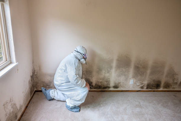 Best Commercial Mold Removal  in Bradley Gardens, NJ