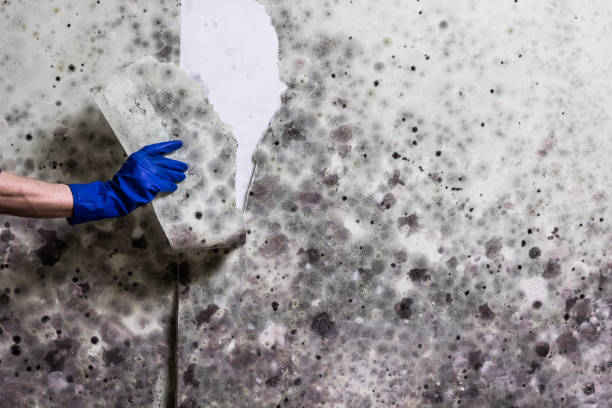 Best Certified Mold Removal  in Bradley Gardens, NJ
