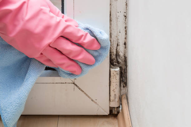 Best Crawl Space Mold Removal  in Bradley Gardens, NJ