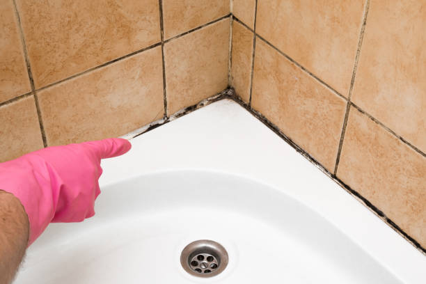 Trusted Bradley Gardens, NJ Mold Removal Experts